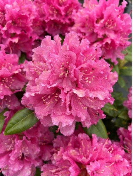 Rhododendron 'Rocket'