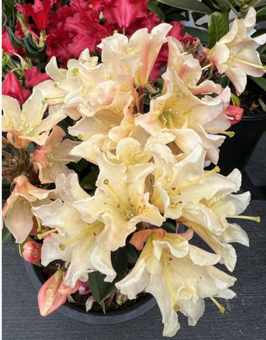 Rhododendron 'Glowing Gold'