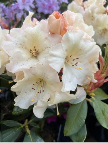 Rhododendron 'Horizon Monarch'