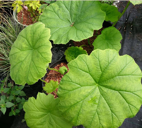 Astilboides tabularis (aka Rodgersia tabularis)
