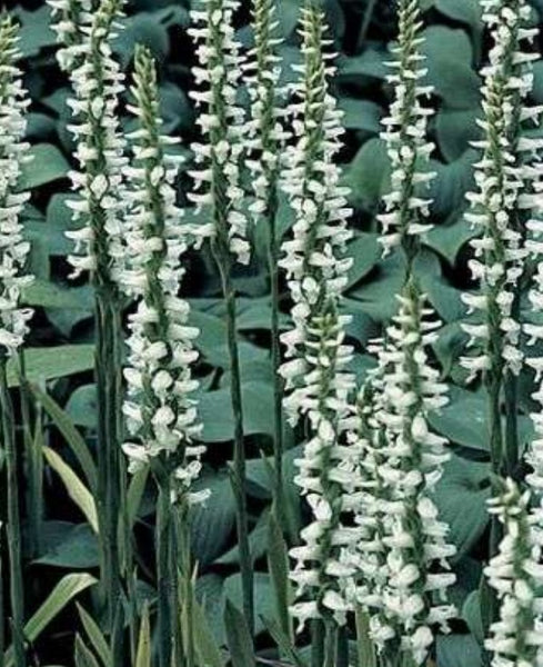 Nodding Lady's Tresses (Spiranthes cernua) 7 Spiranthes cernua var. odorata