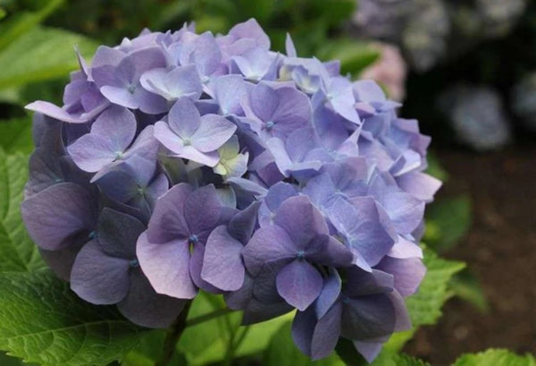 Hydrangea macrophylla 'Heinrich Seidel'