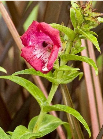 Penstemon 'Bev Jensen'