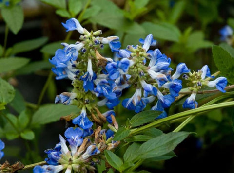 Salvia uliginosa