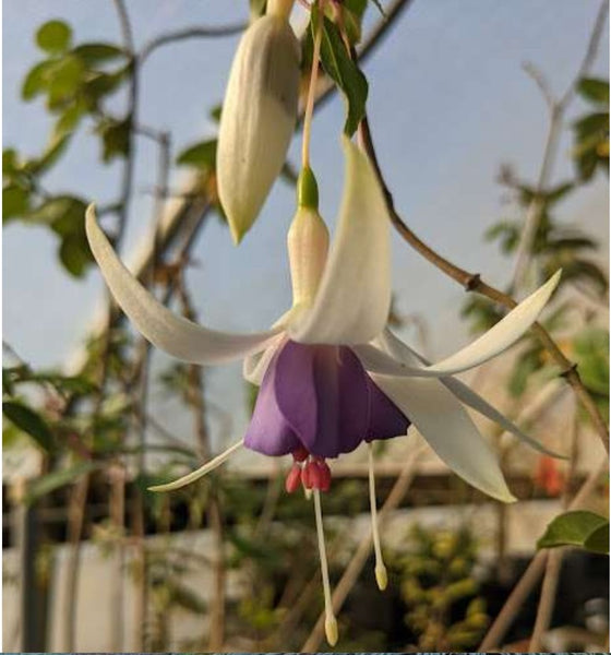 Fuchsia 'Delta's Sarah'