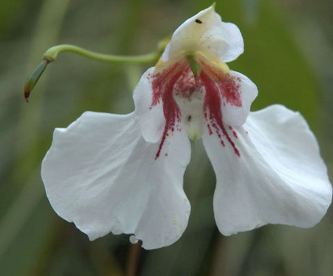 Impatiens tinctoria