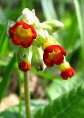 Primula veris 'Sunset Shades'