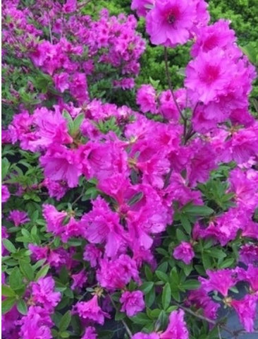 Azalea 'Herbert'