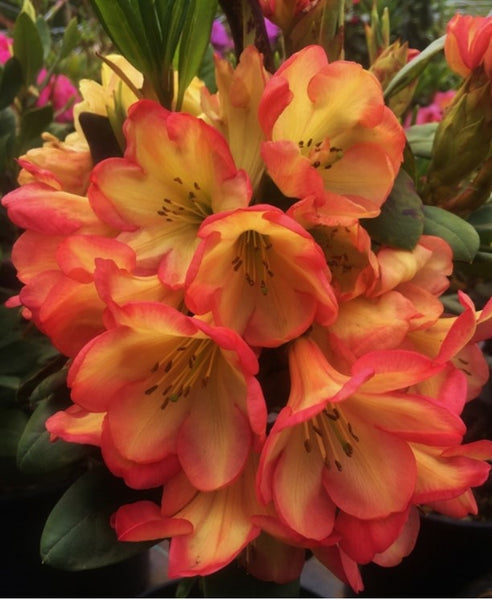 Rhododendron 'Ring of Fire'