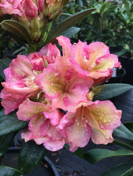 Rhododendron 'Circus'