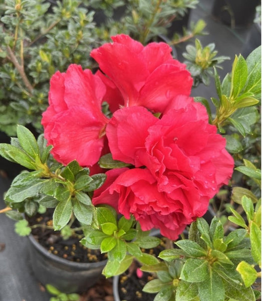 Azalea 'Kerrigan's Super Red'