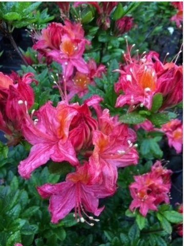 Rhododendron cumberlandense (bakeri)