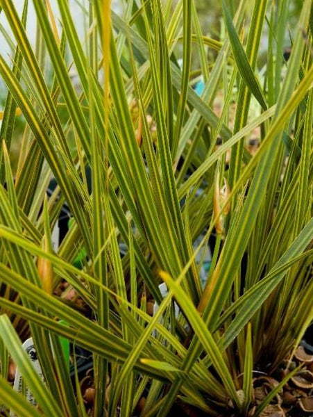 Libertia ixioides 'Gold Stripe'