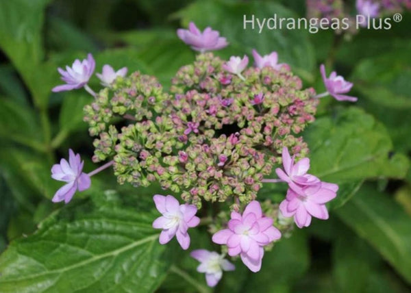 Hydrangea macrophylla 'Izu No Hana'