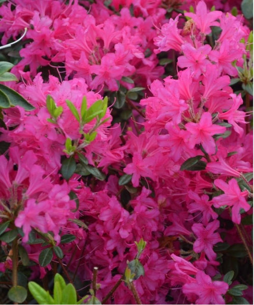 Rhododendron 'Ria Hardjizer'