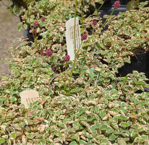 Sanguisorba 'Little Angel'