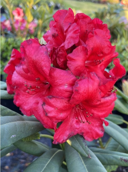 Rhododendron 'Captain Jack'