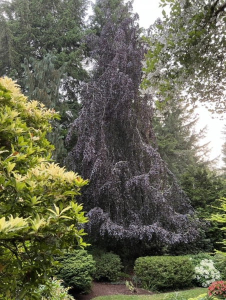 Fagus sylvatica 'Purple Fountain'