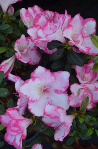 Azalea 'Haru no Hibiki'