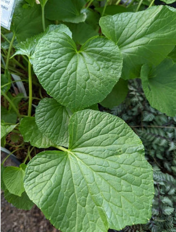 Wasabi japonica ‘Daruma‘  (Eutrema japonica ‘Daruma‘)