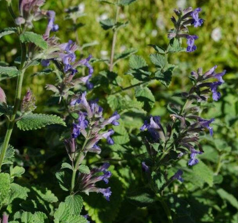 Nepeta faassenii