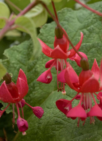 Fuchsia 'Nettala'
