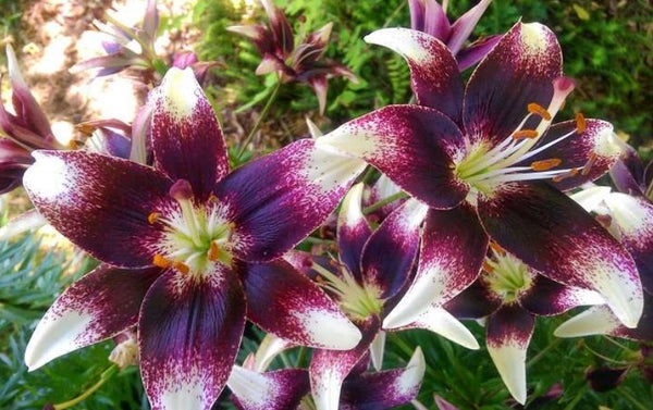 Lilium asiaticum 'Netty's Pride'