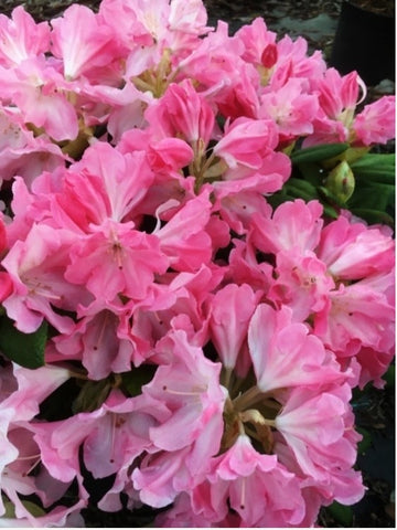 Rhododendron 'Yaku Prince'