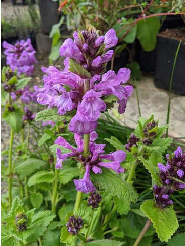 Stachys macrantha 'Robusta' DHTU0019