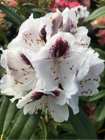 Rhododendron 'Calsap'