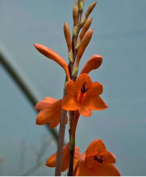 Watsonia pyramidata 'Ablaze'