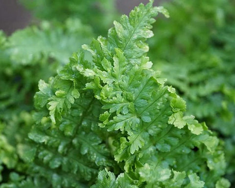 Dryopteris filix-mas 'Fluctuosa Cristata' (aka 'Parsley')