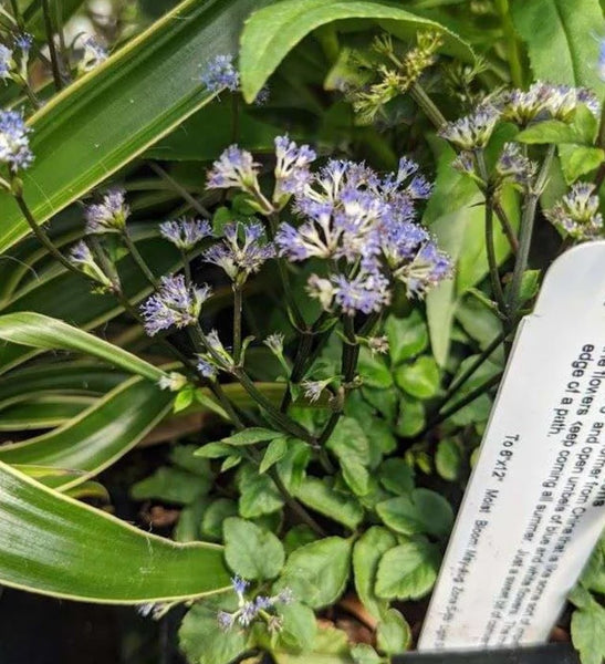 Sanicula caerulescens
