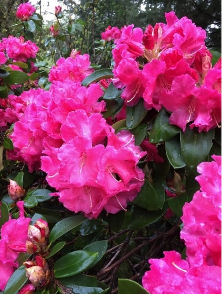 Rhododendron 'Hallelujah'