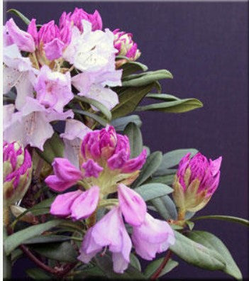 Rhododendron 'Pontiyak'