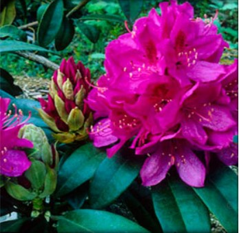 Rhododendron 'Anah Kruschke'