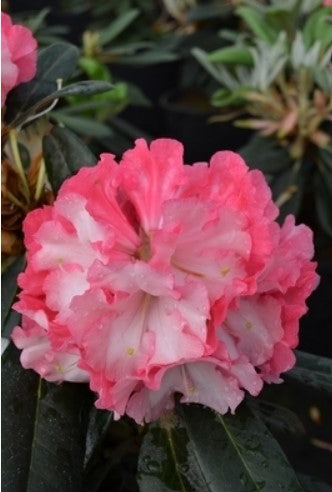 Rhododendron 'Pink Pinwheels'