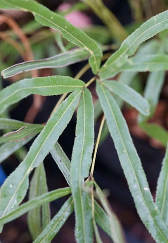 Pteris cretica 'Ping Wu'