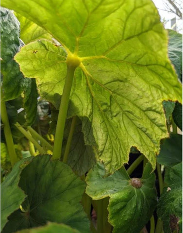 Begonia emeiensis [DJHC 98479]