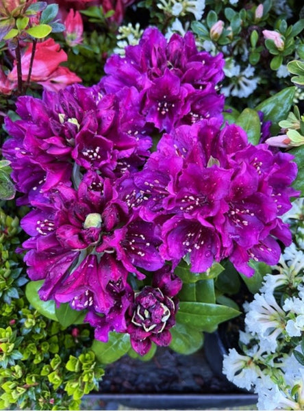 Rhododendron 'Polarnacht'