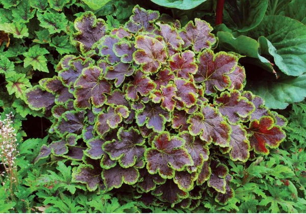Heucherella 'Solar Eclipse' PP23647