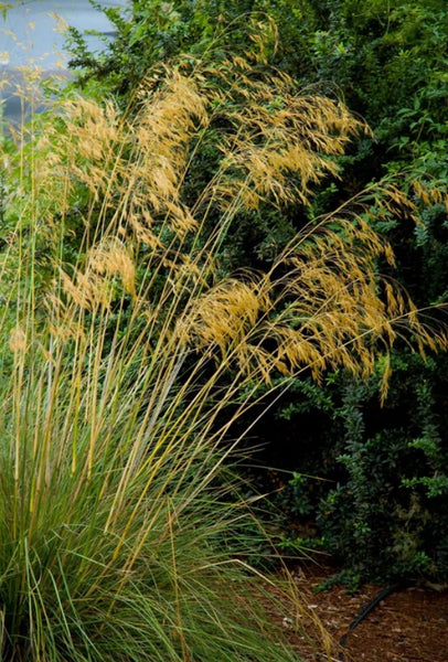 Stipa gigantea