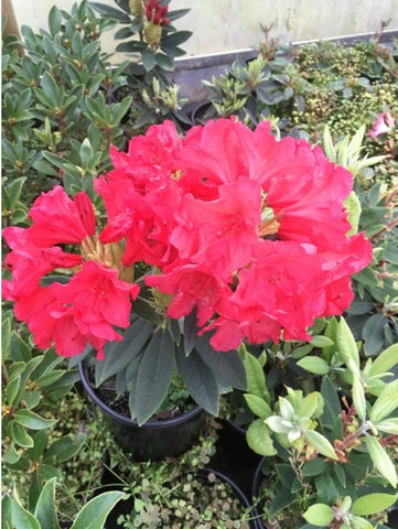 Rhododendron 'Fusilier'