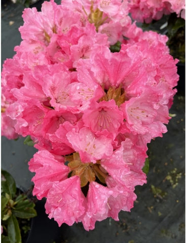 Rhododendron 'Hachmann's Belona'