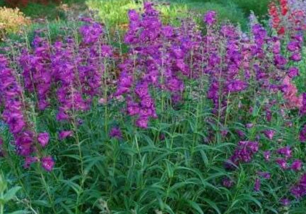 Penstemon 'Cha Cha Purple'