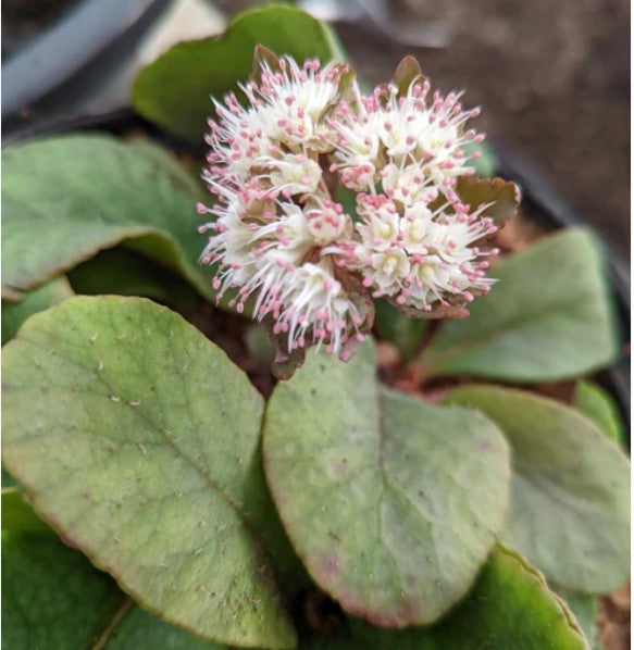 Chrysosplenium macrophyllum