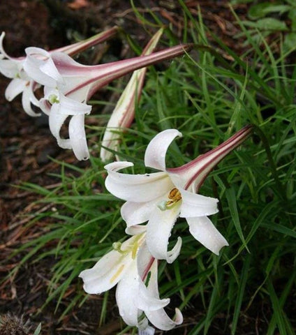 Lilium formosanum var. pricei