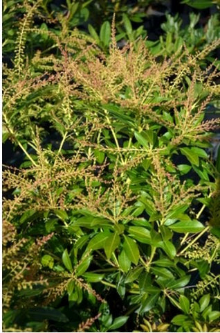 Pieris japonica 'Grayswood'