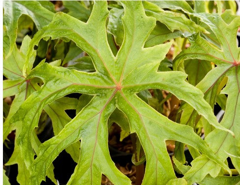 Begonia sp. aff. pedatifida