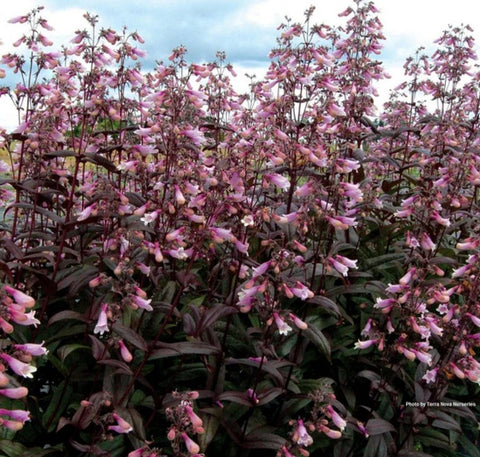 Penstemon 'Dark Towers'